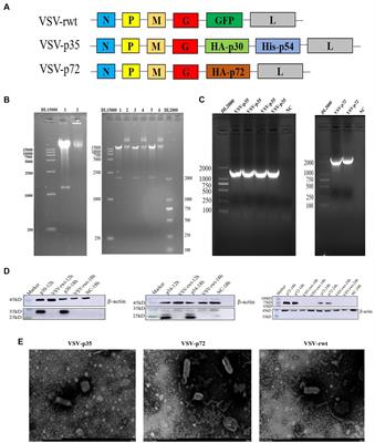 A vesicular stomatitis virus-based African swine fever vaccine prototype effectively induced robust immune responses in mice following a single-dose immunization